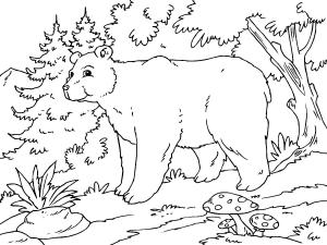 Ayı boyama sayfası, Bear coloring page, Alp Ayı, 