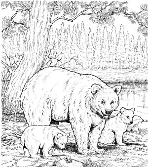 Ayı boyama sayfası, Bear coloring page, , Bears American Black Bear Family