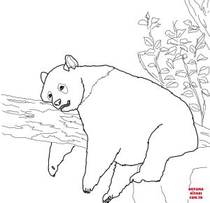 Ayı boyama sayfası, Bear coloring page, , Bears Giant Panda