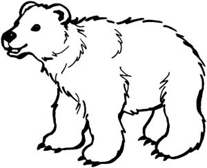 Ayı boyama sayfası, Bear coloring page, Ücretsiz Ayı taslağı, 