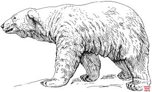 Ayı boyama sayfası, Bear coloring page, , Bears Polar Bear