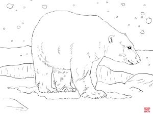 Ayı boyama sayfası, Bear coloring page, , Bears Adult Polar Bear