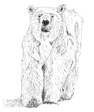 Ayı boyama sayfası, Bear coloring page, , Bears Polar Bear