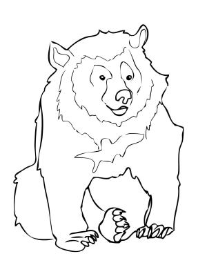Ayı boyama sayfası, Bear coloring page, , Bears Asiatic Black Bear