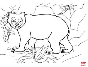 Ayı boyama sayfası, Bear coloring page, , Bears Andean Spectacled Bear