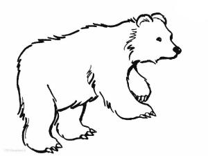 Ayı boyama sayfası, Bear coloring page, Ayı taslağı, 