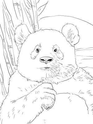 Ayı boyama sayfası, Bear coloring page, , Bears Panda Portrait