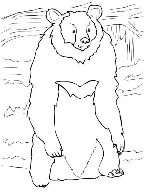Ayı boyama sayfası, Bear coloring page, , Bears Asia Black Bear Standing Up