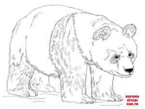 Ayı boyama sayfası, Bear coloring page, , Bears Giant Panda Bear