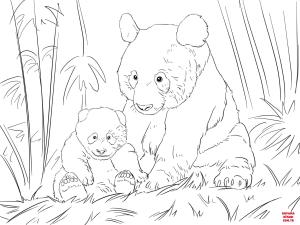Ayı boyama sayfası, Bear coloring page, , Bears Cute Panda Family