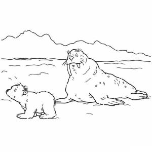 Ayı boyama sayfası, Bear coloring page, , 