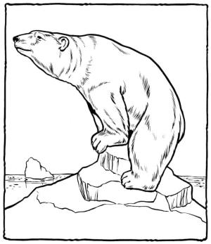 Ayı boyama sayfası, Bear coloring page, , 