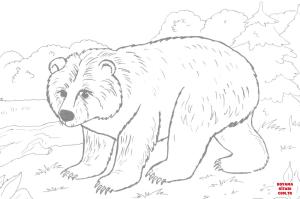 Ayı boyama sayfası, Bear coloring page, , Bears Brown Bear