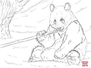 Ayı boyama sayfası, Bear coloring page, , Bears Giant Panda Is Eating Bamboo