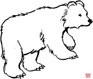 Ayı boyama sayfası, Bear coloring page, , Bears Brown Bear