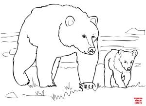 Ayı boyama sayfası, Bear coloring page, , Bears Grizzly Bear Family