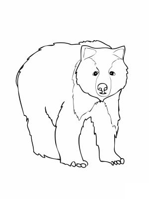 Ayı boyama sayfası, Bear coloring page, Ayı Resmi ücretsiz, 