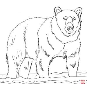 Ayı boyama sayfası, Bear coloring page, , Bears Brown Bear Stands In Shallow Water