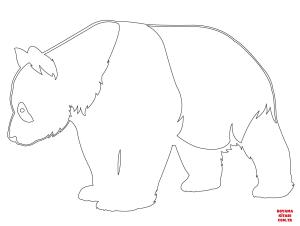Ayı boyama sayfası, Bear coloring page, , Bears Giant Panda
