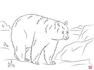Ayı boyama sayfası, Bear coloring page, , Bears Walking American Black Bear