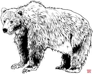 Ayı boyama sayfası, Bear coloring page, , Bears Brown Bear