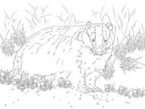 Badger boyama sayfası,  coloring page, Normal Avrupa Porsuğu, 