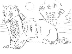 Badger boyama sayfası,  coloring page, Vahşi Porsuk, 