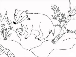 Badger boyama sayfası,  coloring page, Kawaii Porsuğu, 