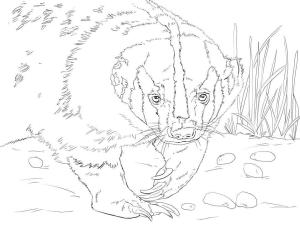 Badger boyama sayfası,  coloring page, Sade Amerikan Porsuğu, 