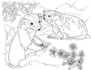 Badger boyama sayfası,  coloring page, Ormanda iki Porsuk, 