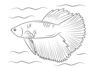 Balık boyama sayfası,  coloring page, Yarım Ay Betta Balığı, 