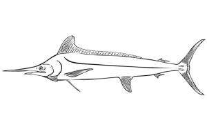 Balık boyama sayfası,  coloring page, Siyah Marlin, 