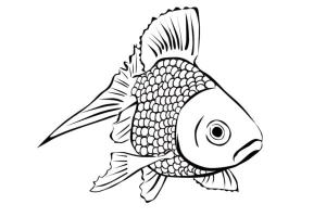 Balık boyama sayfası,  coloring page, Deniz balığı, 