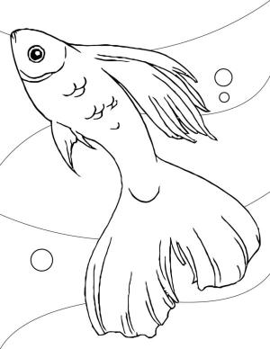 Balık boyama sayfası,  coloring page, Altın balık, 