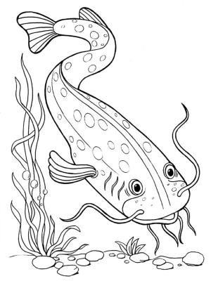 Balık boyama sayfası,  coloring page, Kedi Balığı, 