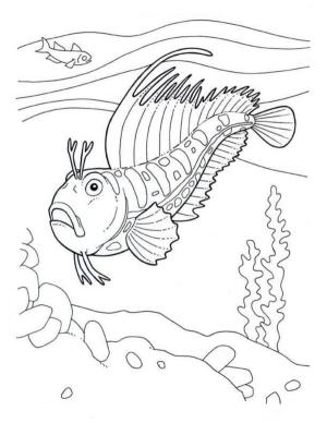 Balık boyama sayfası,  coloring page, Balık – kelebek, 