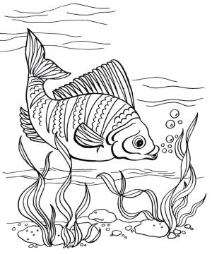 Balık boyama sayfası,  coloring page, Dolgun balık, 