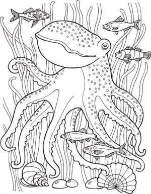 Balık boyama sayfası,  coloring page, Ahtapot, 