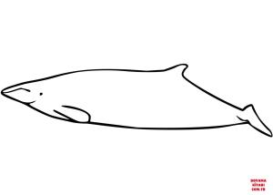 Balina boyama sayfası, Whales coloring page, , whales perrin#039;s beaked whale mesoplodon perrini 