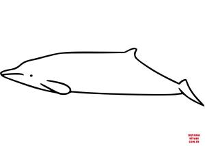 Balina boyama sayfası, Whales coloring page, , whales gervais#039; beaked whale 