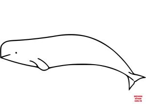 Balina boyama sayfası, Whales coloring page, , whales beluga whale 