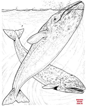 Balina boyama sayfası, Whales coloring page, , whales grey whales 