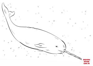 Balina boyama sayfası, Whales coloring page, , whales narwhal 