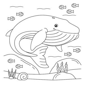 Balina boyama sayfası, Whales coloring page, Balık ile Gülümseyen Balina, 