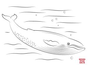 Balina boyama sayfası, Whales coloring page, , whales cute blue whale 