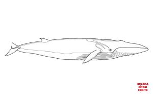 Balina boyama sayfası, Whales coloring page, , whales fin whale 