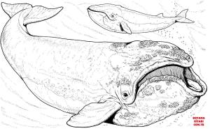 Balina boyama sayfası, Whales coloring page, , whales bowhead whale 