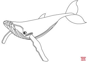 Balina boyama sayfası, Whales coloring page, , whales blue whale 