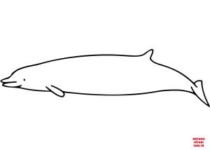 Balina boyama sayfası, Whales coloring page, , whales shepherd#039;s beaked whale 