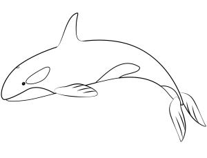 Balina boyama sayfası, Whales coloring page, , whales orca whale 